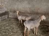 Schaf, Hissar sheep — Foto 1