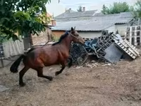 Horse (M), Horses — photo 2