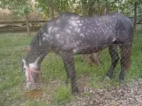 Cavalo, Cavalos — foto 1