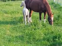 Kobyła, Dutch warmblood horse — zdjęcie 5