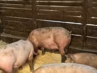 母猪, Pigs — 照片 2