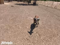 Widder, Cameroon sheep — Foto 4