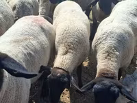 Oveja, White Suffolk sheep — foto 1