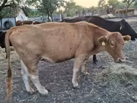 गाय, मवेशी — फ़ोटो 2