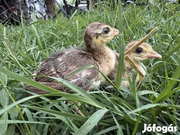 Guinea fowl