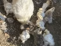 Silkie — photo 1