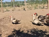 Ducks — Foto 6