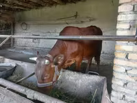 Bik, Red Estonian cattle — fotografija 3
