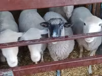 Widder, Merino sheep — Foto 3