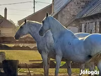Yegua, Lipizzaner — foto 1