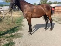 Égua, Hungarian horse breed — foto 4