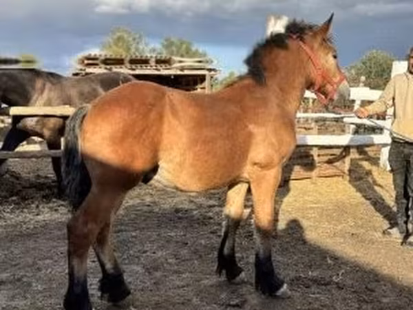 Caballo, Caballos