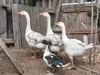 Geese — photo 1