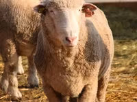 Ovan, Suffolk sheep — fotografija 4