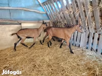 Ziege, Alpine goat — Foto 1