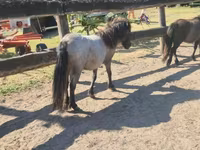 雌馬, Shetland Pony — 写真 3
