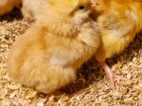 Chickens — photo 4
