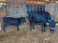 Krowa, Bydło — zdjęcie 3