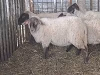 Қой, Ile-de-France sheep — 2-сурет