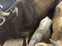 Krava, Ukrainian Brown Dairy Cattle — fotografija 1