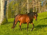 Kobila, Rocky Mountain Horse — fotografija 3