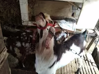 Koza, Beetal goats — fotografija 2