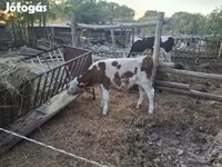 公牛, Simmental cattle — 照片 2