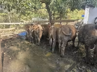 Buqa, Vengercha kulrang zot — 3-rasm