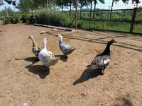 Ducks — 照片 3