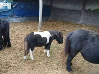 公马, Shetland Pony — 照片 8