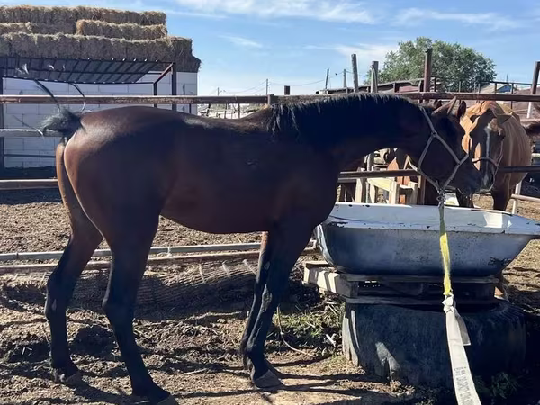Pastuv, Standardbred