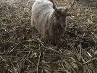 Ovelha, Racka sheep — foto 4