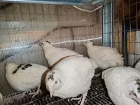 Chickens — الصورة 3