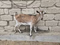 Koza, Saanen goat — fotografija 5