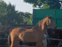 فرس, Arabian horse — الصورة 1