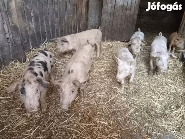Schweine (Partie, Geschlecht nicht angegeben), Schweine