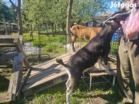 母山羊, Goats — 照片 3