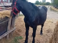 母马, Percheron — 照片 2