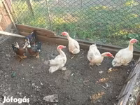 Ducks — 照片 1