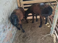 Ovan, Rhon sheep — fotografija 2