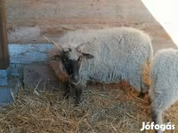 母羊, Racka sheep — 照片 5