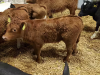 牛只（批次，未指定性别）, Simmental cattle — 照片 4