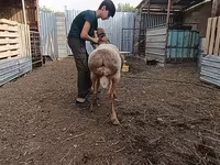 Moutons (lot, sexe non indiqué), Arashan sheep — photo 5