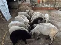 Ovelha, Dorper sheep — foto 1