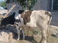 Krava, Russian Black pied cattle — fotografija 2