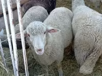 Ram, Sheep — photo 1