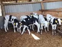 Buğa, Russian Black pied cattle — foto 1