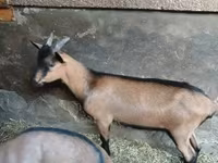 Ziegenbock, Alpine goat — Foto 1
