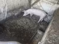 母猪, Pigs — 照片 3