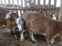 सांड, Simmental cattle — फ़ोटो 3